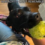 Fetching Dog | YOU'VE THROWN THE BALL 58 TIMES ALREADY?? I CAN'T REMEMBER; IT'S A LITTLE FUZZY | image tagged in fetching dog | made w/ Imgflip meme maker