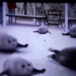Bouncing seals GIF Template