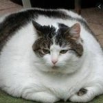 Lazy/Fat cat