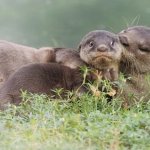 Otter kiss