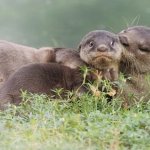 Otter kiss meme