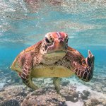 Turtle gives you the finger