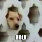 This is a brand new meme and a picture that needs to be known... | HOLA | image tagged in hola dog | made w/ Imgflip meme maker