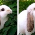 Angry bunny eating