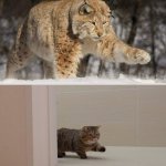 Snow leopard and housecat meme