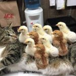 Chicks on a Cat's Back