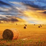 Alberta prairie