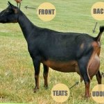 goat explanation