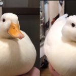Duck happy meme