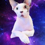 space time galaxy cat