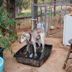 Saluki in the water