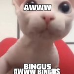 awww bingus