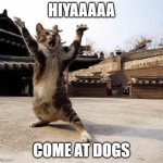 karate cat | HIYAAAAA; COME AT DOGS | image tagged in karate cat | made w/ Imgflip meme maker