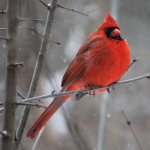 Cardinal In Charge
