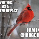 Cardinal In Charge | WHY YES, AS A MATTER OF FACT; I AM IN CHARGE HERE | image tagged in cardinal in charge | made w/ Imgflip meme maker