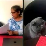 Cat Looking At Test meme