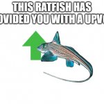 upvote ratfish meme