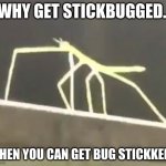 get bugg stickked lol | WHY GET STICKBUGGED.. WHEN YOU CAN GET BUG STICKKED? | image tagged in get stickbugged lol | made w/ Imgflip meme maker