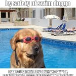 doggo | You have been visited by safety of swim doggo; ONCE YOU SEE HIM BOW DOWN AND SAY "OH, SAFETY OF SWIM DOGGO PLEASE GRANT  ME SAFETY!" HE WILL SAY "WHINE WHINE BARK BARK BARK WHINE" | image tagged in doggo | made w/ Imgflip meme maker