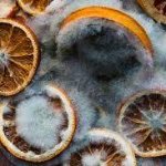 Moldy oranges