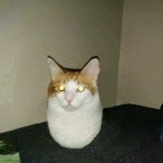 eggcat meme