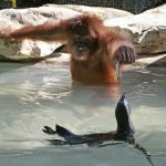 Orangutan In The Water