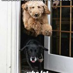 Who Let The Dogs Out? | ME WHEN I HEAR RAP MUSIC BLASTING OUTSIDE; who let the dogs out? | image tagged in who let the dogs out | made w/ Imgflip meme maker