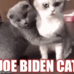 Joe Biden Cat meme