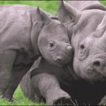 Nats World Rhino Day GIF Template