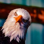 Incredulous Eagle