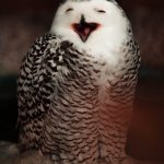 Amused Owl