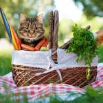 Kitten in Picnic Basket