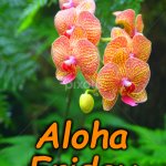 orchid | Aloha Friday | image tagged in orchid | made w/ Imgflip meme maker