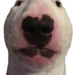 Pp
