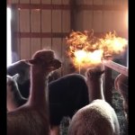Alpaca breathing fire meme