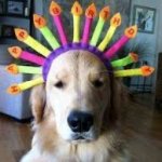 Happy Birthday Retriever