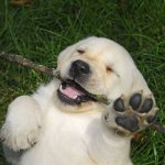 Cute puppy with stick