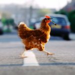 chicken on the road | CACADODL DOO; ITS THE MFO DO DOUBLE CHICK SNOOP CHICK | image tagged in chicken on the road | made w/ Imgflip meme maker