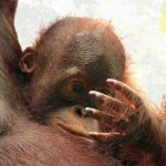orangutan baby ponders hand
