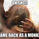 orangutan baby ponders hand | OH SHIT! I CAME BACK AS A MONKEY! | image tagged in orangutan baby ponders hand | made w/ Imgflip meme maker