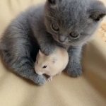 kitten and hamster