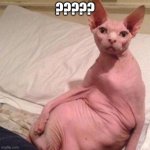 Naked cat | ????? | image tagged in naked cat | made w/ Imgflip meme maker