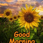 sunfflower | Good Morning | image tagged in sunfflower | made w/ Imgflip meme maker