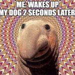 why doggo | ME: WAKES UP
MY DOG 2 SECONDS LATER: | image tagged in doggo,please stop | made w/ Imgflip meme maker