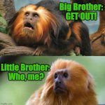 Monkey Brothers | Big Brother: GET OUT! Little Brother: 
Who, me? | image tagged in brothers,monkeys,family | made w/ Imgflip meme maker