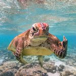 Flipper You