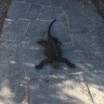I Give Up! Iguana | image tagged in i give up - iguana,iguana,laying on the ground,igiveup | made w/ Imgflip meme maker