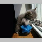 Cat with a gun