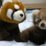 red panda friends!