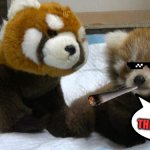 it is tie to get rich yo! | hey buddy what do you want to do? ROB THE BANKIE! | image tagged in red panda friends | made w/ Imgflip meme maker